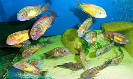 Kasanga red Rainbow